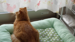 関江里ブリーダーからお迎えしたミヌエット：みんとくん