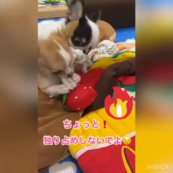 梶浦江里子ブリーダーからお迎えしたチワワ(ロング)：テテ丸くん