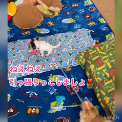 麻田駒子ブリーダーからお迎えしたチワワ(ロング)：キュンちゃん