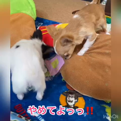 麻田駒子ブリーダーからお迎えしたチワワ(ロング)：キュンちゃん