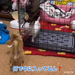 麻田駒子ブリーダーからお迎えしたチワワ(ロング)：キュンちゃん