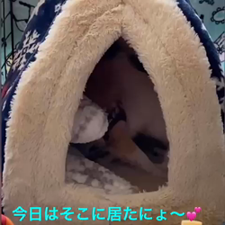 梶浦江里子ブリーダーからお迎えしたチワワ(ロング)：テテ丸くん