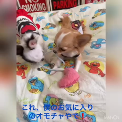 梶浦江里子ブリーダーからお迎えしたチワワ(ロング)：テテ丸くん