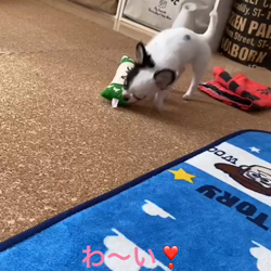 麻田駒子ブリーダーからお迎えしたチワワ(ロング)：キュンちゃん