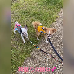 梶浦江里子ブリーダーからお迎えしたチワワ(ロング)：テテ丸くん
