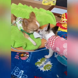 梶浦江里子ブリーダーからお迎えしたチワワ(ロング)：テテ丸くん