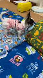 麻田駒子ブリーダーからお迎えしたチワワ(ロング)：キュンちゃん