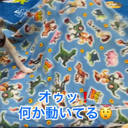 麻田駒子ブリーダーからお迎えしたチワワ(ロング)：キュンちゃん