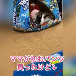 麻田駒子ブリーダーからお迎えしたチワワ(ロング)：キュンちゃん