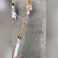 麻田駒子ブリーダーからお迎えしたチワワ(ロング)：キュンちゃん