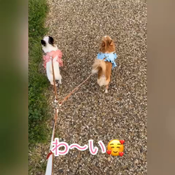麻田駒子ブリーダーからお迎えしたチワワ(ロング)：キュンちゃん