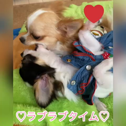 麻田駒子ブリーダーからお迎えしたチワワ(ロング)：キュンちゃん