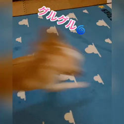 梶浦江里子ブリーダーからお迎えしたチワワ(ロング)：テテ丸くん