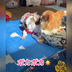 梶浦江里子ブリーダーからお迎えしたチワワ(ロング)：テテ丸くん