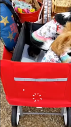 梶浦江里子ブリーダーからお迎えしたチワワ(ロング)：テテ丸くん