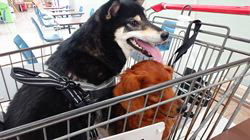 深沢ことみブリーダーからお迎えした柴犬：楓太(ふうた)＆ミントくん