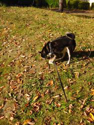 深沢ことみブリーダーからお迎えした柴犬：楓太(ふうた)＆ミントくん