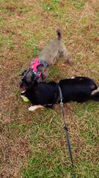 深沢ことみブリーダーからお迎えした柴犬：楓太(ふうた)＆ミントくん