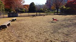 深沢ことみブリーダーからお迎えした柴犬：楓太(ふうた)＆ミントくん