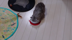 宮澤玲子ブリーダーからお迎えしたエキゾチックショートヘア：Ciao Cantaくん