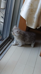 宮澤玲子ブリーダーからお迎えしたエキゾチックショートヘア：Ciao Cantaくん