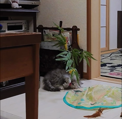 宮澤玲子ブリーダーからお迎えしたエキゾチックショートヘア：Ciao Cantaくん