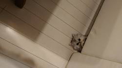 宮澤玲子ブリーダーからお迎えしたエキゾチックショートヘア：Ciao Cantaくん