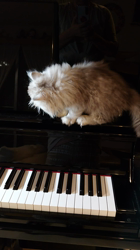 宮澤玲子ブリーダーからお迎えしたエキゾチックショートヘア：Ciao Cantaくん