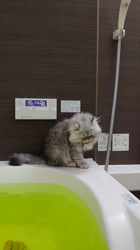 宮澤玲子ブリーダーからお迎えしたエキゾチックショートヘア：Ciao Cantaくん