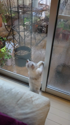 宮澤玲子ブリーダーからお迎えしたエキゾチックショートヘア：Ciao Cantaくん