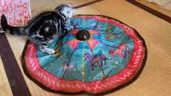 福井晴輝ブリーダーからお迎えしたアメリカンショートヘア：シエルくん