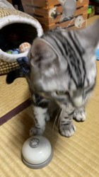 福井晴輝ブリーダーからお迎えしたアメリカンショートヘア：シエルくん