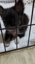 門脇千鶴ブリーダーからお迎えしたチワワ(ロング)：プリンスCOCOくん