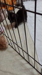 門脇千鶴ブリーダーからお迎えしたチワワ(ロング)：プリンスCOCOくん