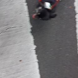 門脇千鶴ブリーダーからお迎えしたチワワ(ロング)：プリンスCOCOくん