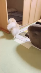 高口昌史ブリーダーからお迎えしたポメラニアン：じゅんぺぇくん