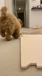 中野亜由美ブリーダーからお迎えしたトイプードル：コーディくん