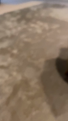 中野亜由美ブリーダーからお迎えしたトイプードル：コーディくん