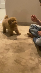 中野亜由美ブリーダーからお迎えしたトイプードル：コーディくん