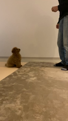 中野亜由美ブリーダーからお迎えしたトイプードル：コーディくん