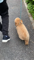 中野亜由美ブリーダーからお迎えしたトイプードル：コーディくん