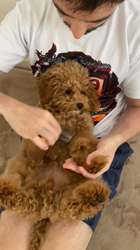 中野亜由美ブリーダーからお迎えしたトイプードル：コーディくん
