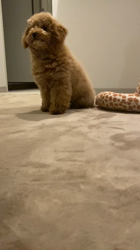 中野亜由美ブリーダーからお迎えしたトイプードル：コーディくん