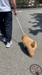 中野亜由美ブリーダーからお迎えしたトイプードル：コーディくん