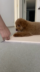 中野亜由美ブリーダーからお迎えしたトイプードル：コーディくん