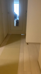 中野亜由美ブリーダーからお迎えしたトイプードル：コーディくん