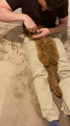 中野亜由美ブリーダーからお迎えしたトイプードル：コーディくん