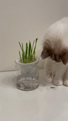 田中砂奈美ブリーダーからお迎えしたサイベリアン：サラちゃん