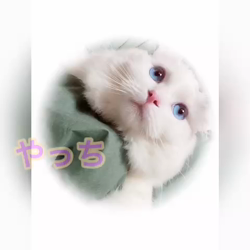 野村陽子ブリーダーからお迎えしたラグドール：やしろくん