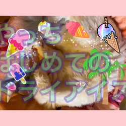 野村陽子ブリーダーからお迎えしたラグドール：やしろくん